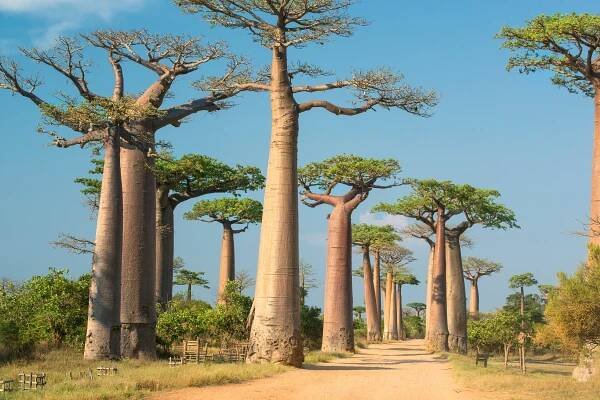 Avenue de Baobab, Madagaskar stock fotka