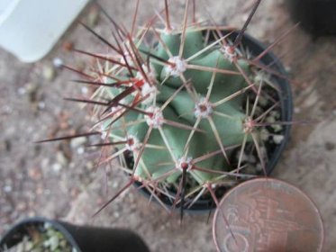 kaktusy echinocereus triglochidiatus -zimuodoln�ý - Dům a zahrada