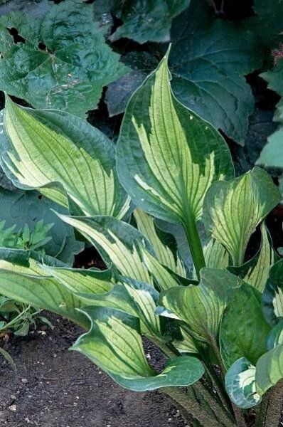 Whirlwind Hosta with white centers and green edges