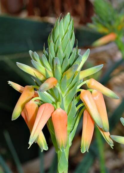 Aloe vossii