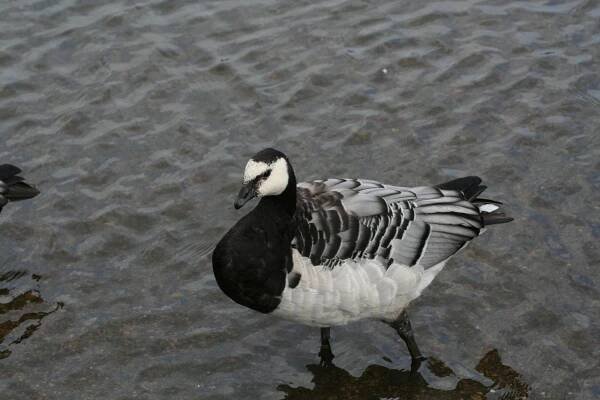 Berneška