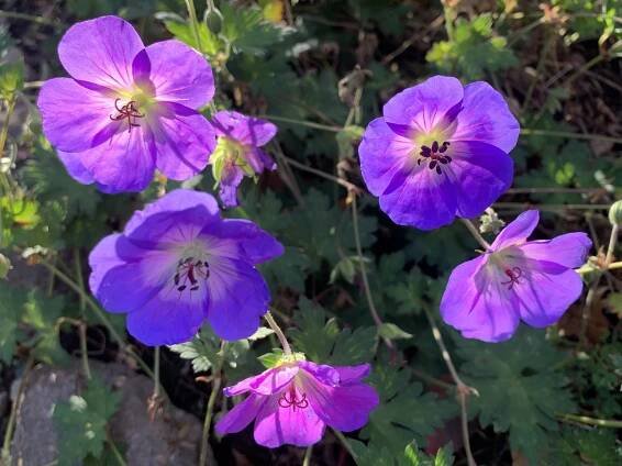 Geranium 'Rozanne'