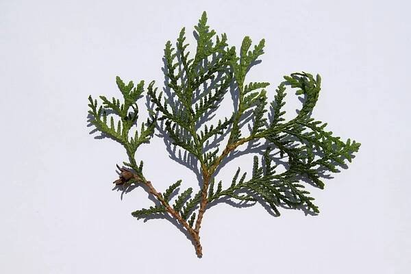 Thuja occidentalis - Wikimedia Commons