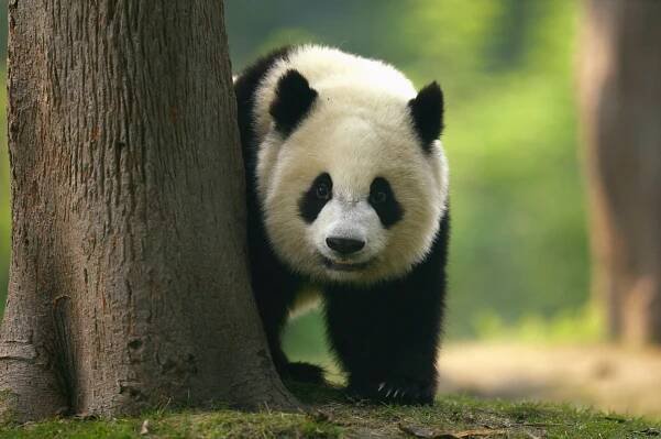 A Giant Panda Cub