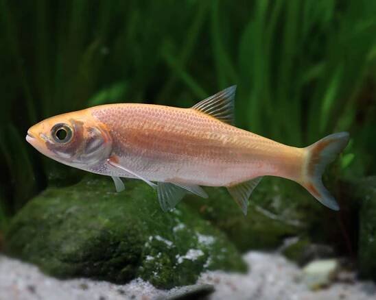 Goldorfe - Leuciscus idus