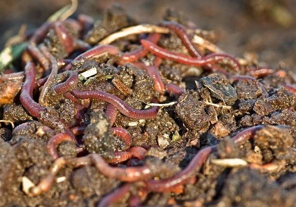 La faune du compost