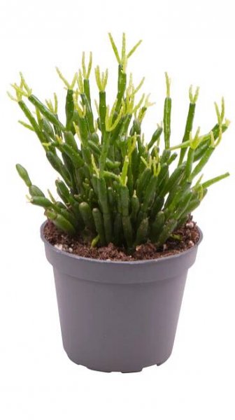 Rhipsalis baccifera
