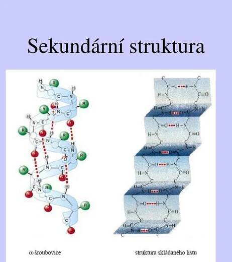 PPT - PROTEINY PowerPoint Presentation, free download - ID:3539825