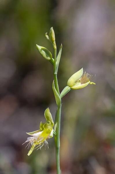 Tasmanian Orchids - Garth Smith Photography