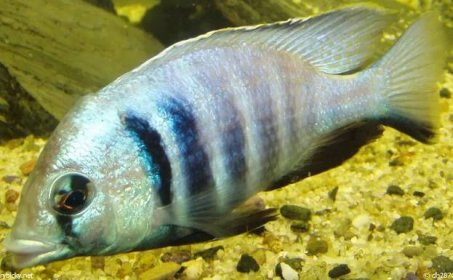 placidochromis electra | © dh287