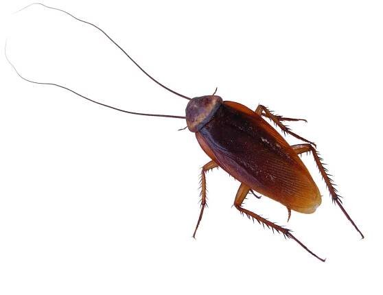 American Cockroach With Long Antenna Wallpaper