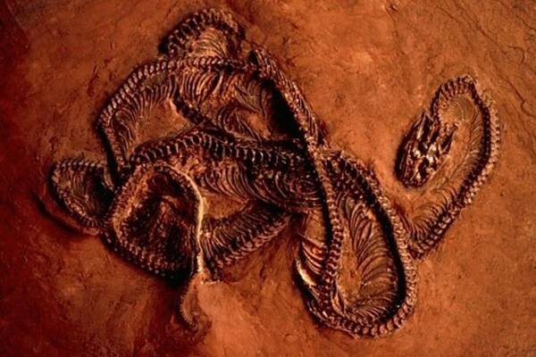 Vědci nikdy nic podobného neviděli: Obří dvounohý had posouvá pohled na evoluci