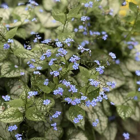 Brunnera Jack Frost - Order Online