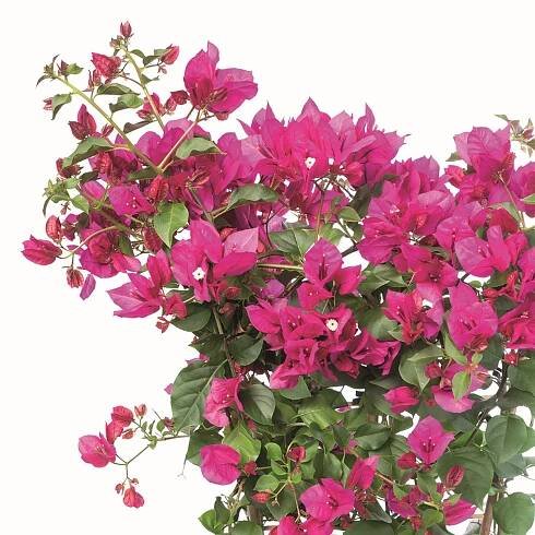 Piardino Bugenvilea Bougainvillea glabra; velikost květináče: ⌀ 23 cm