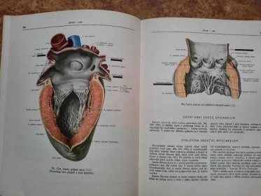 Anatomie člověka atlas. R.D. Sinělnikov 2 vydání. - Učebnice