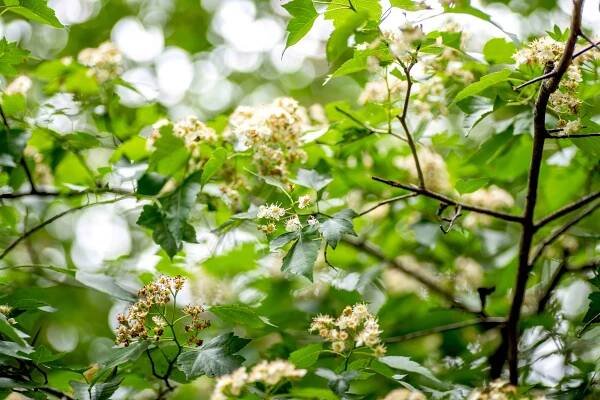 The Washington Hawthorn Tree: Late Blooms and Beautiful Berries