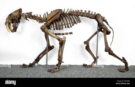 Smilodon fatalis hi-res stock photography and images - Alamy