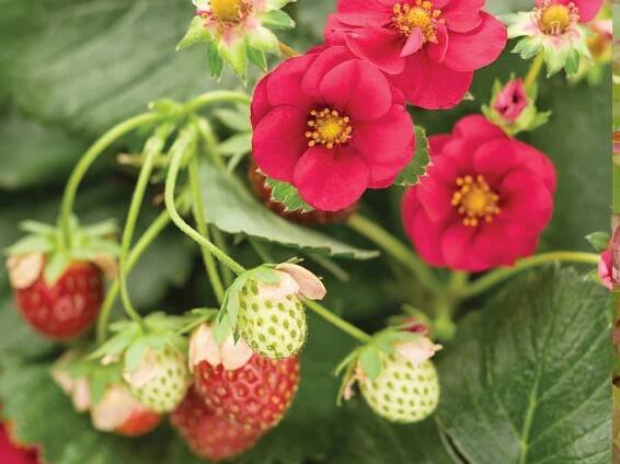 Strawberry, Berried Treasure Red
