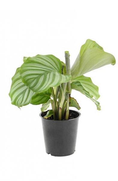 Kalátea Orbifolia (Calathea), pr. kv. 12 cm