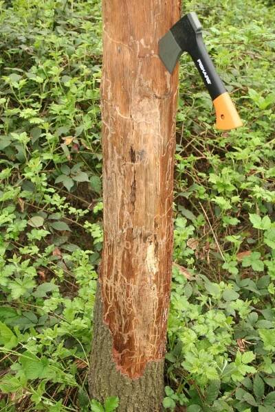 WoodPests - Agrilus biguttatus 