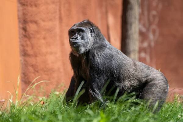 Gorilí radost v Zoo Praha: Kisumu a nastávající maminka Duni poprvé na sluníčku!