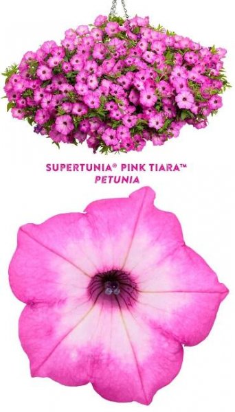 pink petunia flowers are hanging from the ceiling and in front of a white background