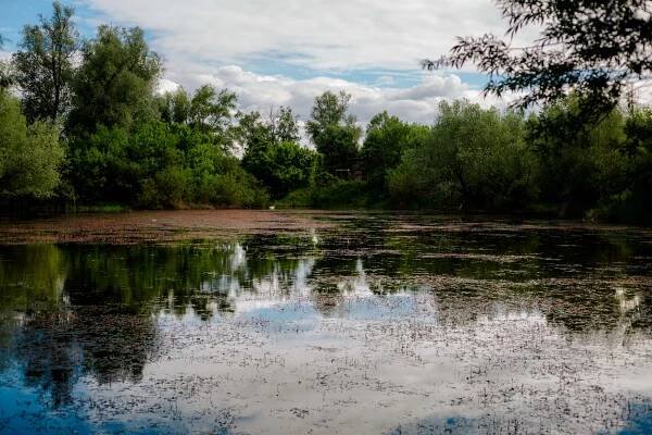 Bezplatný obrázek: bažina, bažina, atmosféra, klid, voda, krajina, jezero, strom, jezera, pobřeží