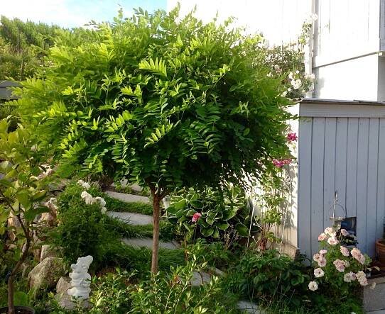 Trnovník ROBINIA UMBRACULIFERA