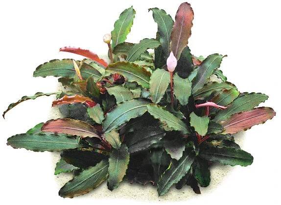 Bucephalandra sp. "Theia Green"