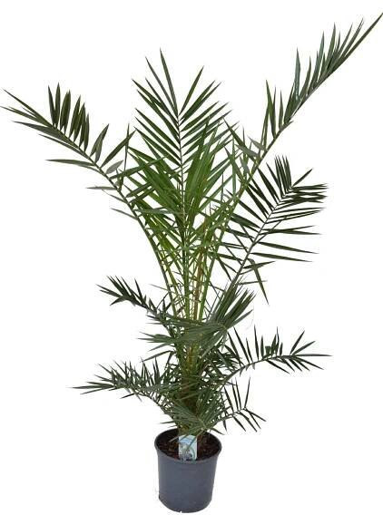 Phoenix canariensis