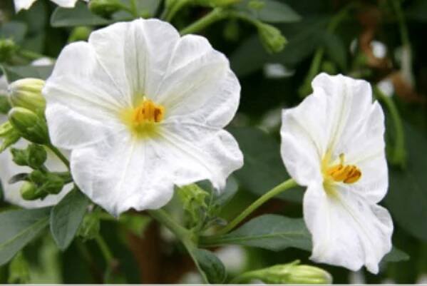 Solanum