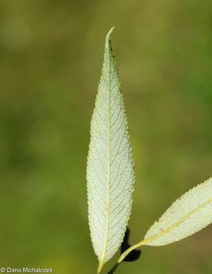 Salix euxina – vrba křehká