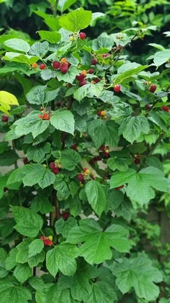 Maliník 'Raspberry Tower'® PBR - Zahradní centrum 