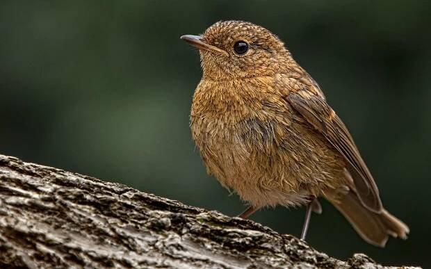 Bird-4685