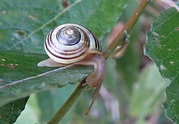 Cepaea hortensis - páskovka keřová
