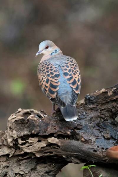 orientální želví hrdlička, streptopelia orientalis, sattal, uttarakhand, indie. - hrdlička zahradní - stock snímky, obrázky a fotky