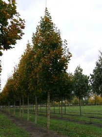 Acer platanoides 'Emerald Queen' | javor mléč 'Emerald Queen' - Van den Berk Školky