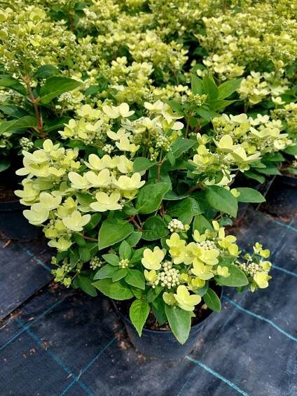 Hydrangea paniculata 'Polestar' - Image 3