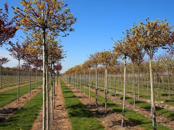 UDENHOUT TREES | Acer platanoides 'Globosum'