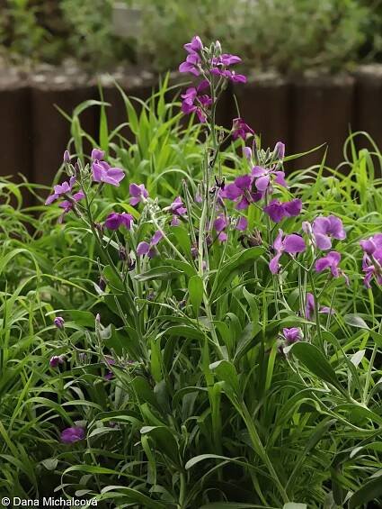 Matthiola incana – fiala šedivá • Pladias: Databáze české flóry a vegetace