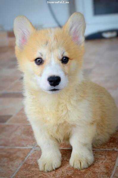 Welsh corgi pembroke štěňata na prodej