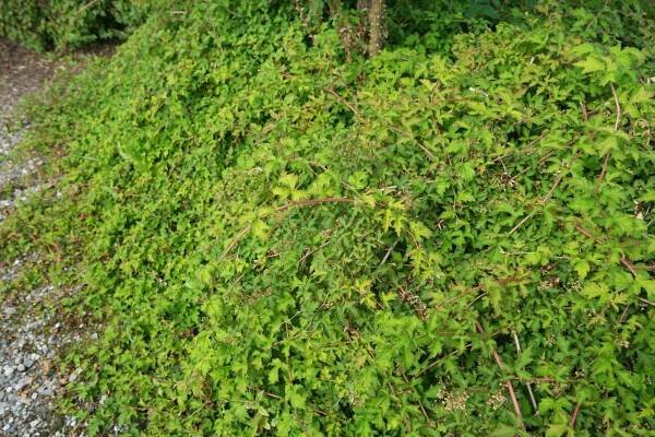 Stephanandra incisa 'Crispa' - Záhradníctvo Čambor