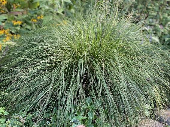 Display Garden Gallery — Northwind Perennial Farm