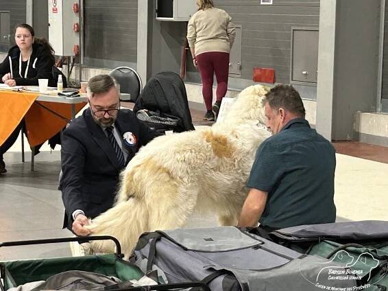 PRAGUE EXPO DOG PRAHA TRIO CACIB – 1.12. 2024 - BABYLON BOHEMIA
