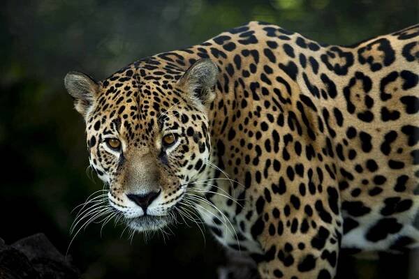 Jaguár