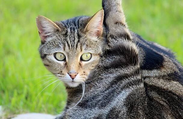 cat-938536_1280