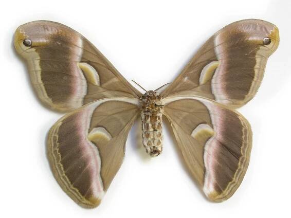Obrázek - Samia cynthia walkeri (martináč pajasanový) | BioLib.cz