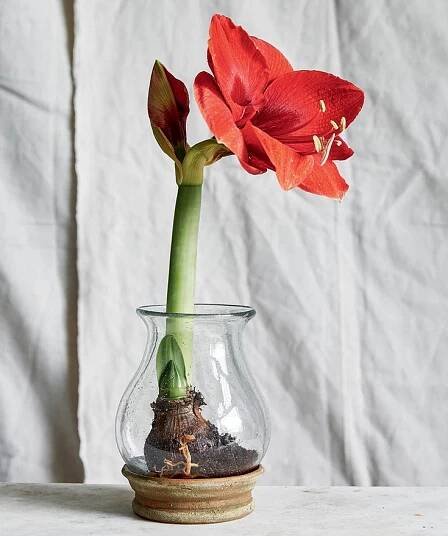 Jak na pěstování amarylisu – hvězdníků - Culina Botanica
