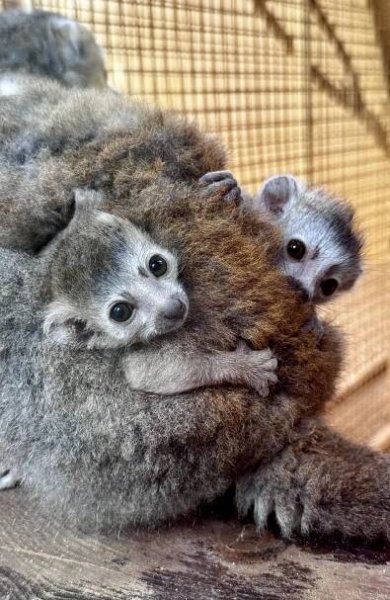 Chlupatá radost. Plzeňské zoo se poprvé podařilo odchovat dvojčata lemurů korunkatých