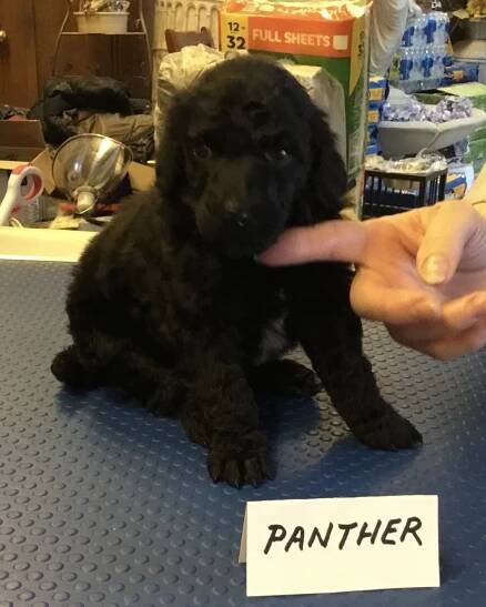 Royal Standard Flash & Royal Standard Lola’s Litter : Has arrived: Feb. 2022.